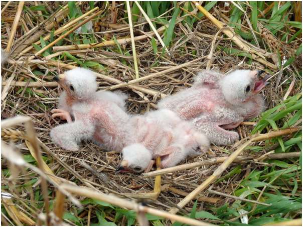 Jeunes busards des roseaux dans leur nid