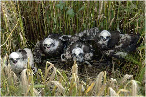 Jeunes busards des roseaux dans leur nid
