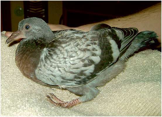 Jeune pigeon biset