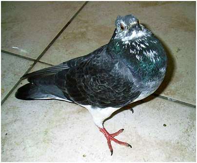 Jeune pigeon biset