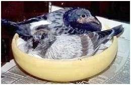 Jeunes pigeons biset